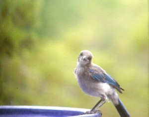 ECKANKAR, Pets, Soul, Love