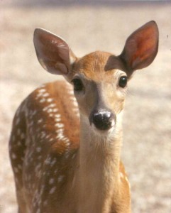 ECKANKAR, Animals, heaven, Spiritual Unfoldment