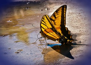ECKANKAR, Reincarnation, Holy Spirit