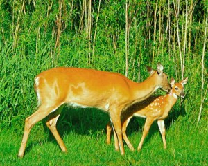 ECKANKAR, Love, Soul, God