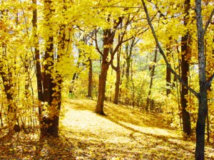 Golden Light_lr