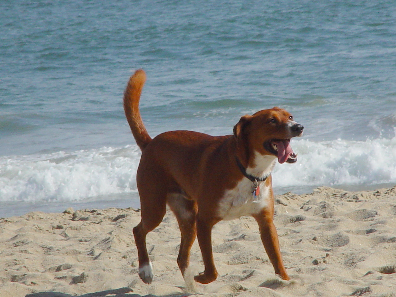 dog, Soul, Harold Klemp, Prajapati, Spiritual Eye