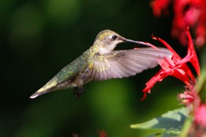 John V Humming Bird
