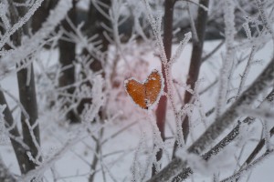 John V Winter_6