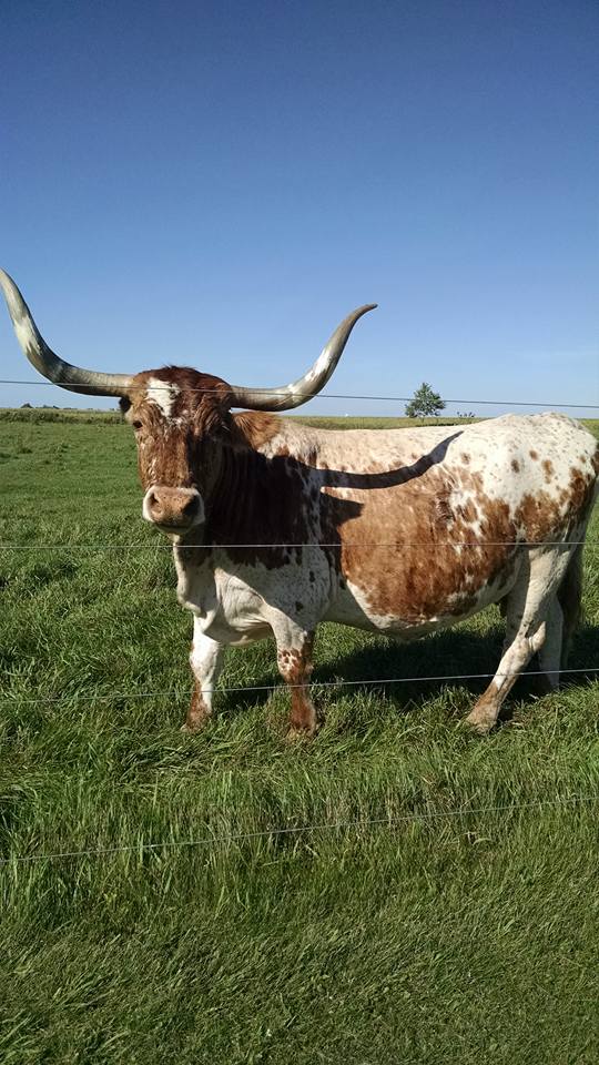 texas-longhorn_joyce-helens