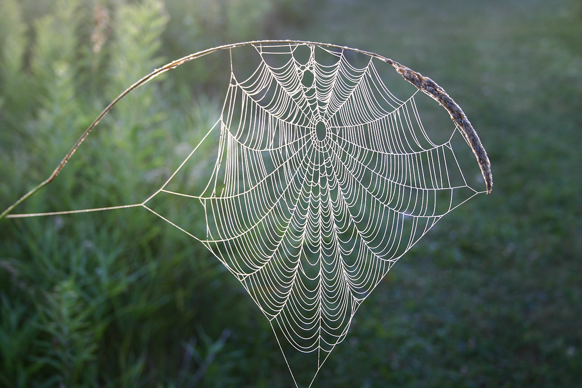 john-v_spider-web