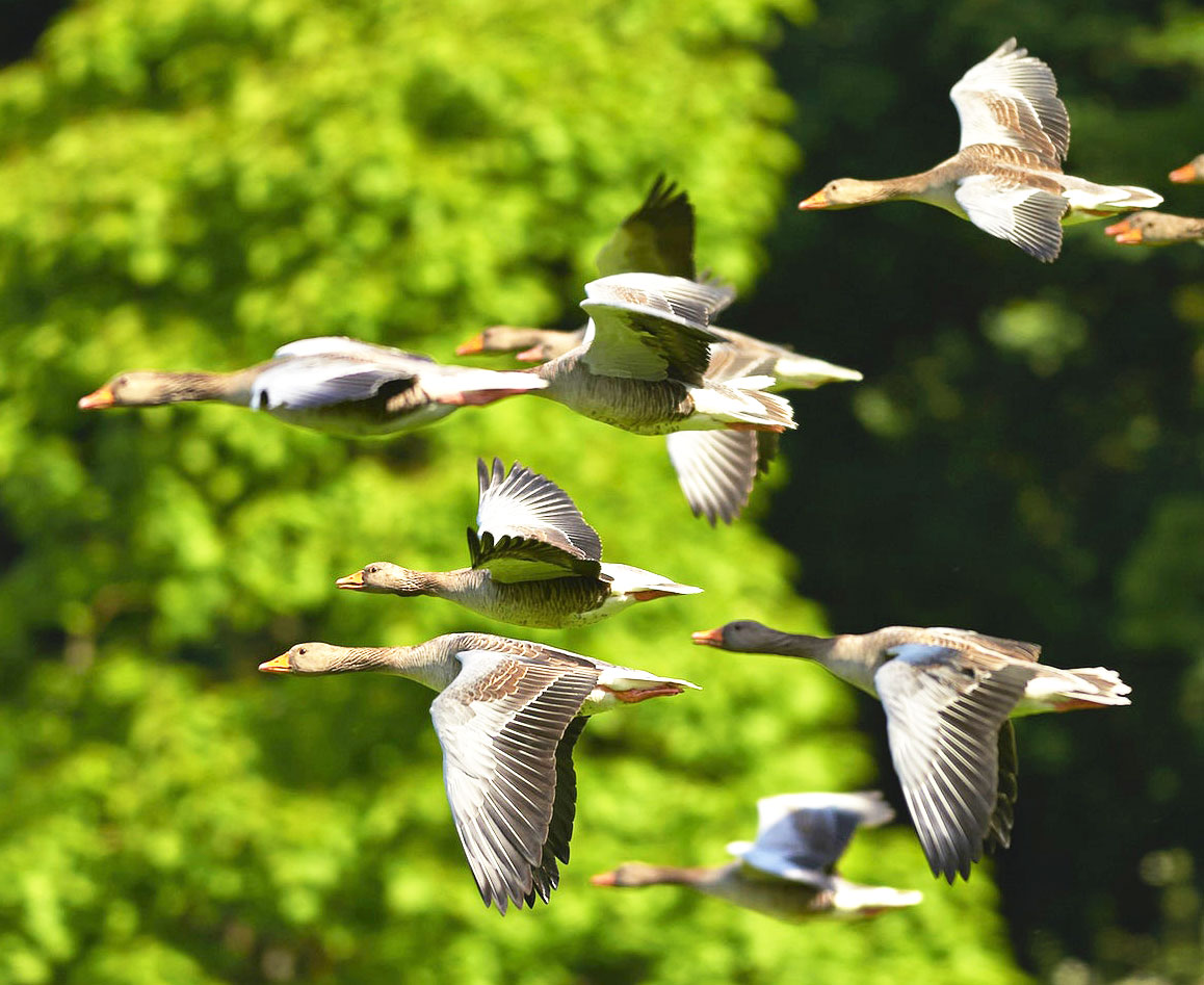I Can Fly. Who Knew?