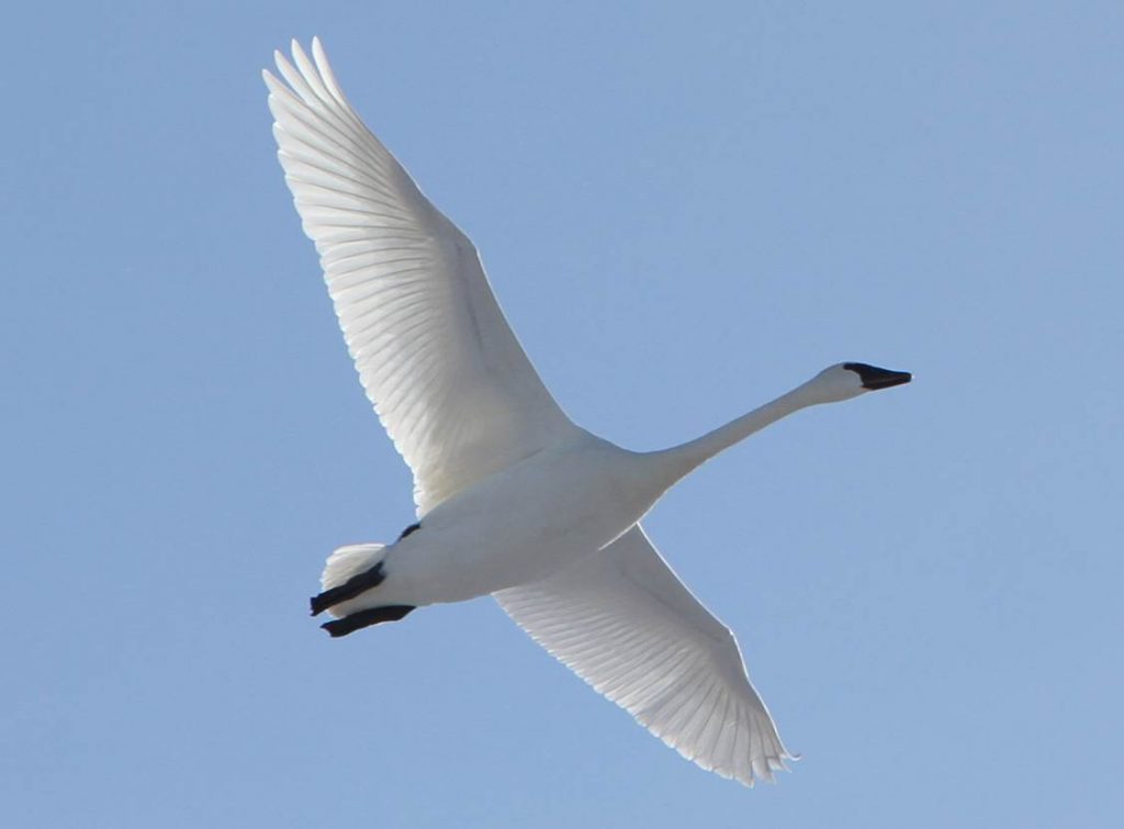 A Swan Sign after My Sister's Passing